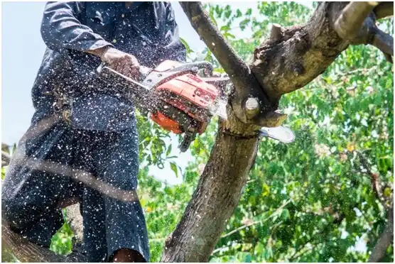 tree services Walnut Hill